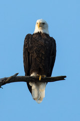Majestic Perched Bald Eagle