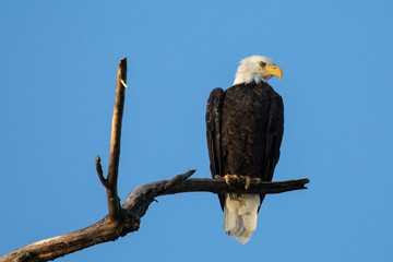 Majestic Perched Bald Eagle