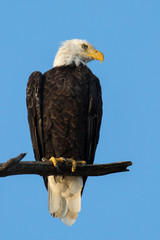 Majestic Perched Bald Eagle