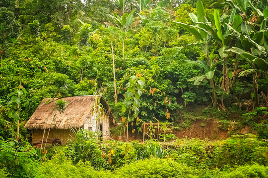 Wooden bamboo hut in the jungle