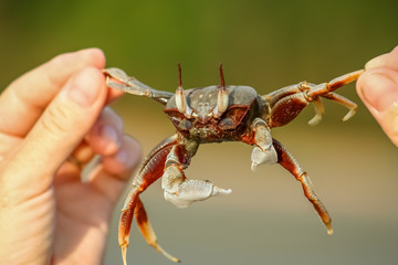 Small crab held in human hand