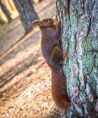 Red squirrel eating on the tree