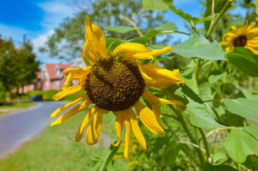 Sunflower at the street in a city
