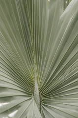 Naklejka premium leaf of the palma (closeup)