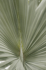 Obraz premium leaf of the palma (closeup)