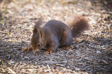 Red squirrel looking for the nut