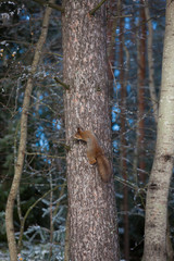 Squirrel on tree cone in mouth at winter day