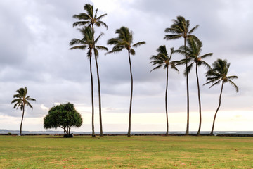 Fototapeta premium Hawaii Morning - Kaaawa, Oahu