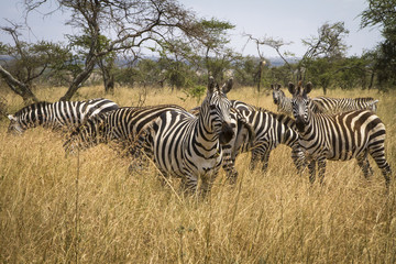 Fototapeta na wymiar Zebras on the Serengeti in Tanzania