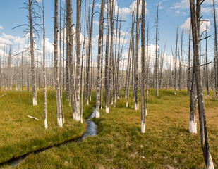 The so called Bobby Sock Trees In Yellowstone show how the minerals kill the trees from the water. There is a small creek flowing between the trees with long green and gold grasses surrounding.