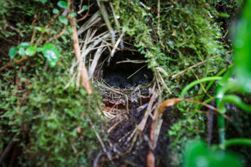 Wild bird nest and brood hiding in tree trunk