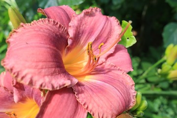 Fototapeta premium Beautiful Dark Pink Purple Lily Flower Close Up