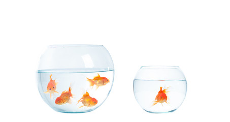 Gold fish with fishbowl on the white background