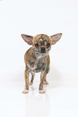 Short-haired brindle Chihuahua dog staying indoors on a white background