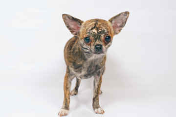 Short-haired brindle Chihuahua dog staying indoors on a white background