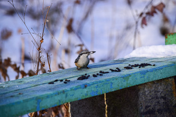 a little bird pecks sunflower seeds in the winter
