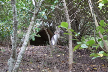 ブルーペンギン