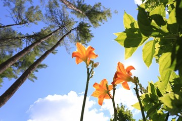 Looking Up at Lily Flowers From Below