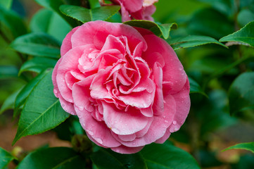 Pink rose blooming camellia flower close up