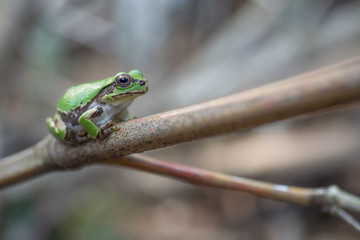 Frog