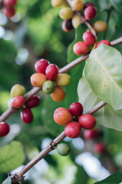 Coffee Cherries with raw coffee beans on the tree on a coffee plantation