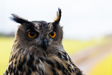 European Eagle Owl