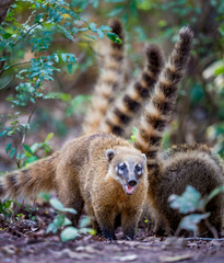 South American coati (Nasua nasua), also known as the ring-tailed coati. Wildlife animal..