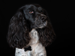 Beautiful female spaniel close-up on black background