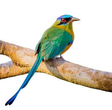 blue crowned motmot with white isolated background.