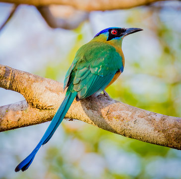 Blue Crowned Motmot,.CR2