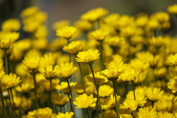 クリサンセマム・ムルチコーレ