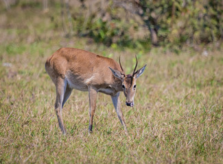 Naklejka na ściany i meble Very Young South American Deer of Pantanal, Brazil.jpg