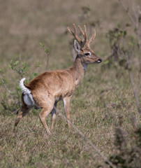 Naklejka na ściany i meble Young South American Deer of Pantanal, Brazil.jpg