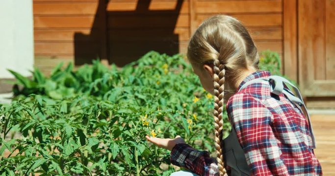 Young farmer girl touching to leaf of tomato