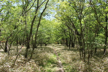 赤城山・小沼のオトギノ森