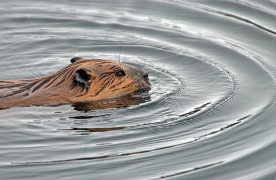 Beaver making waves, Denali Park Alaska