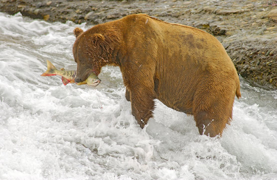 Fishing for Lunch
