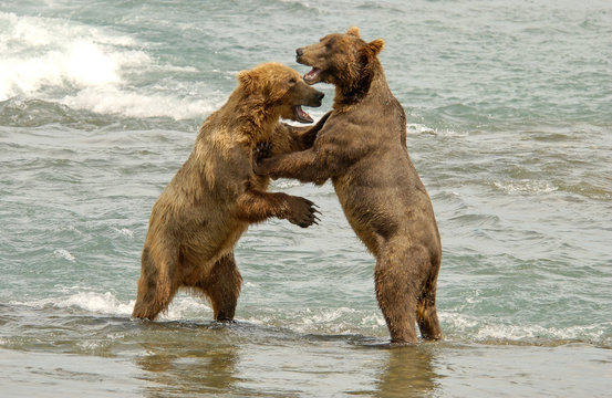 Brown Bears Wrestling