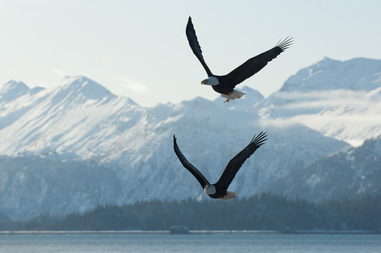 Bald Eagles in Flight