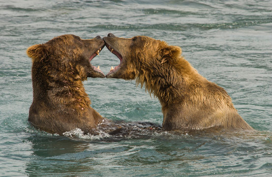 Brown Bear Argument