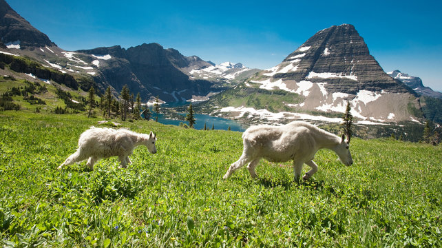 Alpine Mountain Goats 
