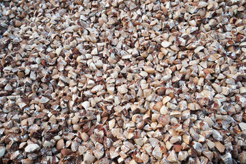 Betel Nut dry in the sun
