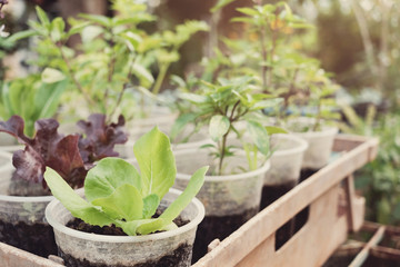 growing lettuce in used plastic cups, reuse recycle eco concept