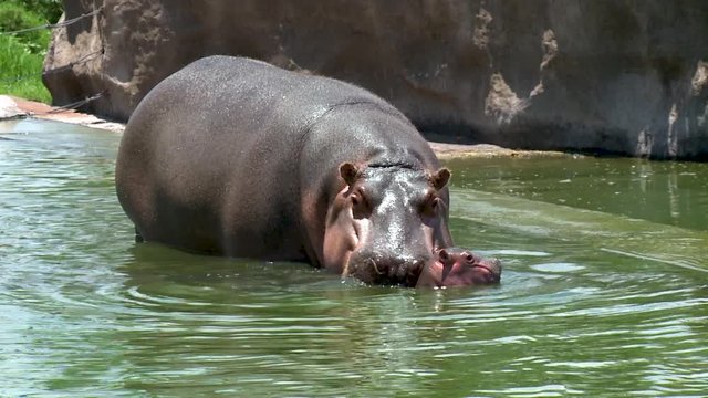 Female hippo and cub at the Guadalajara, Mexico Zoo