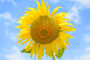 closeup sunflower on blue sky