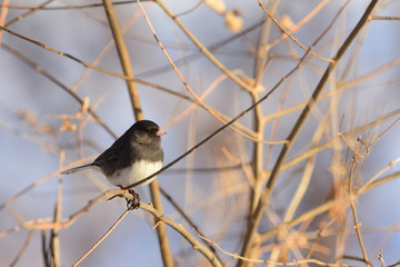 Junco hyemalis