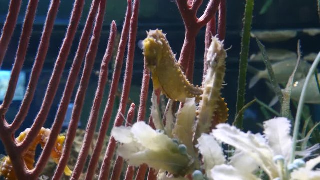 Two female spiny seahorses huddle next to each other beside a piece of coral on the seabed