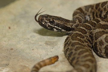 small Rattlesnake