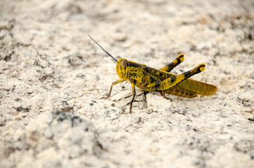 A grasshopper sitting on a rock,Thailand