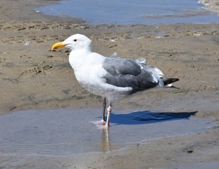 Seagull standing in puddle